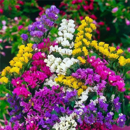 Multi Colored Flower Seeds