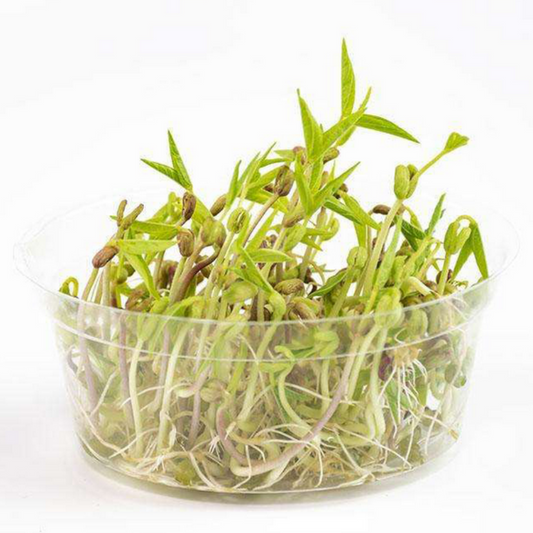 Perennial Fresh Green Bean Sprout Seeds