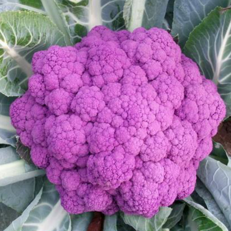 Graffiti Dark Purple Cauliflower Seeds