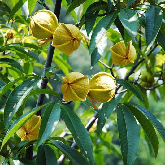 Pecan Walnut Tree Seed