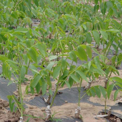 Pecan Walnut Tree Seed