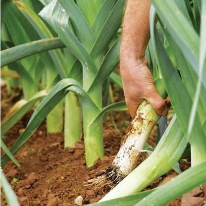 Leek Vegetable Seeds