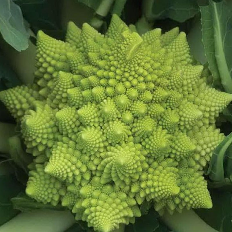 Multi Layered Snowy Cauliflower Seeds