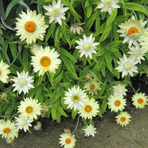 White Strawflowers Seeds