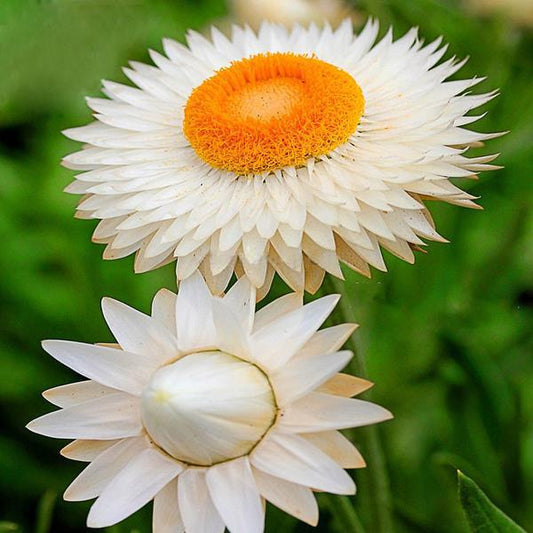 White Strawflowers Seeds