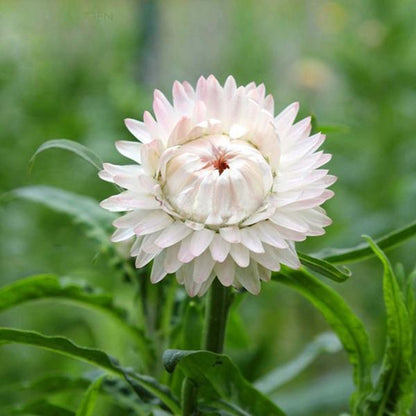 White Strawflowers Seeds