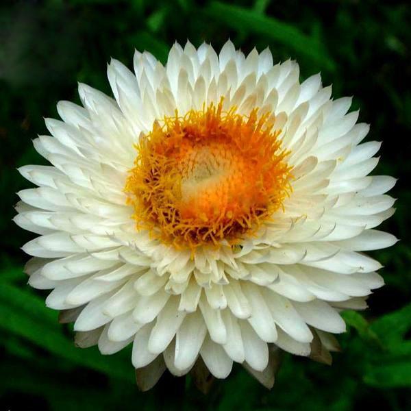 White Strawflowers Seeds