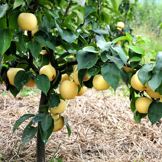 Plumpy Light Yellowish Pear Farm Seeds