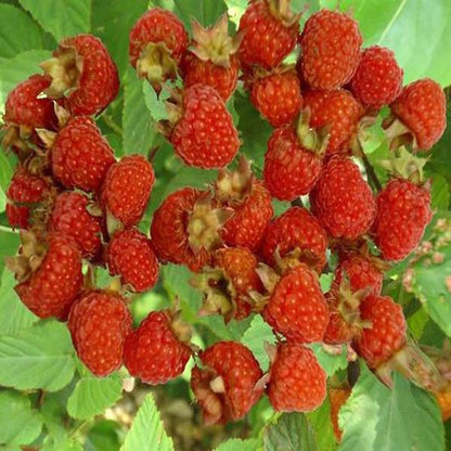 Wild Strawberry Seeds