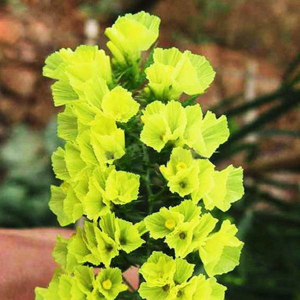 Yellow Perennial Static Flower Seeds