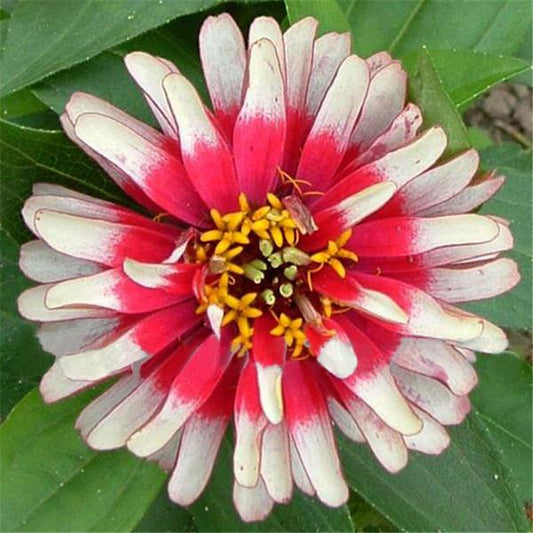 Small Zinnia Flower Seeds