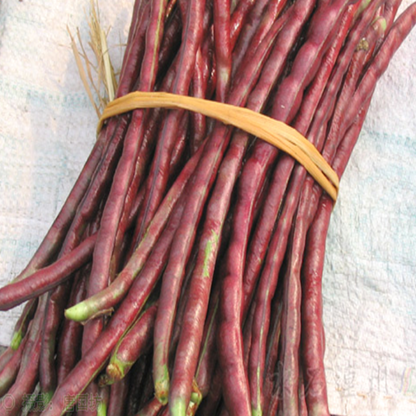 Refreshing Outdoor Asparagus Bean Seeds