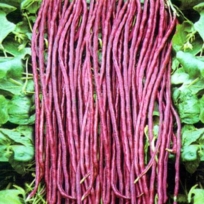 Refreshing Outdoor Asparagus Bean Seeds