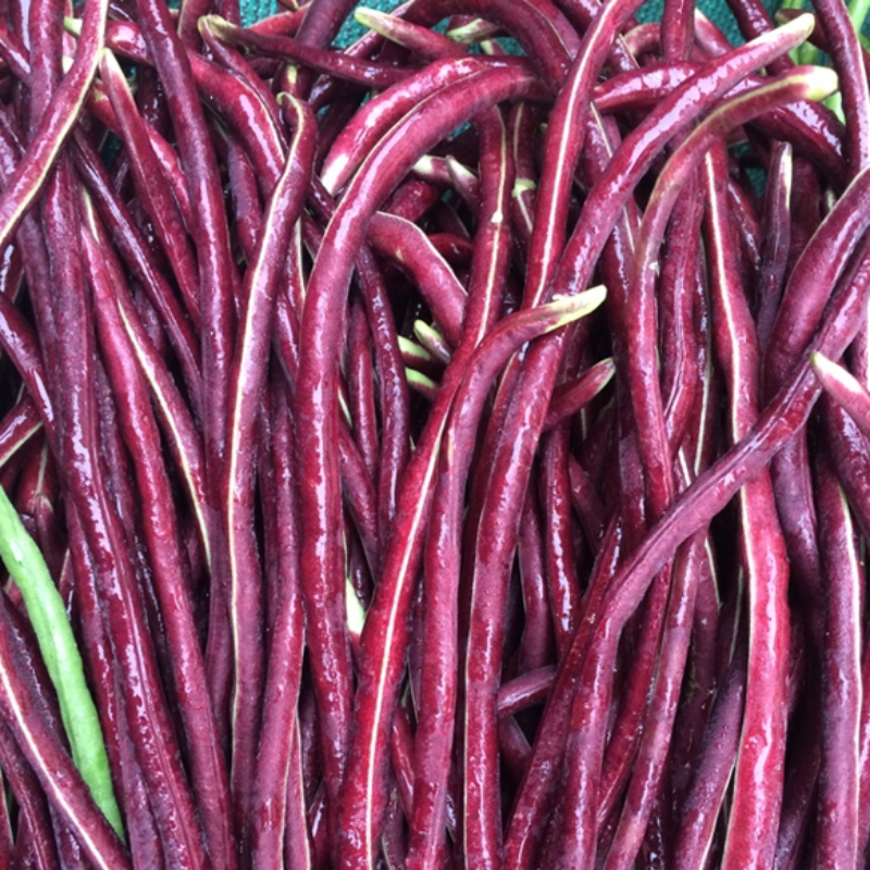 Refreshing Outdoor Asparagus Bean Seeds