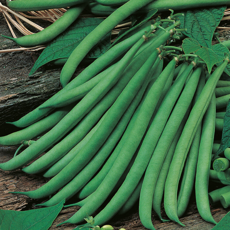 200 Pieces Dark Green Espada Bean Seeds