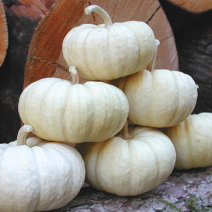 Mini Baby Boo Pumpkin Seeds