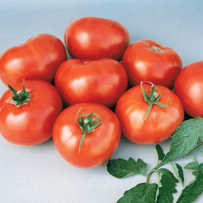 High Yield Tomato Seeds