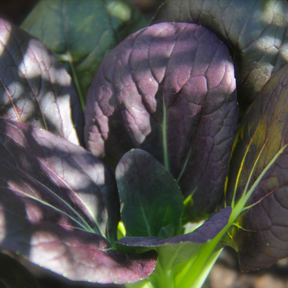 Purple Bok Choy Cabbage Seeds