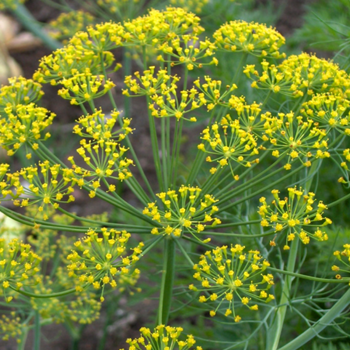 Bouquet Decor France Dill Flower Seeds