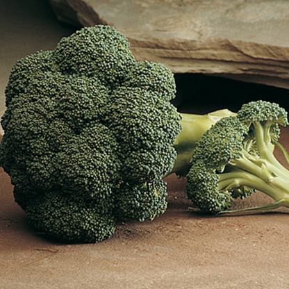 Fresh High Yield Broccoli Seeds