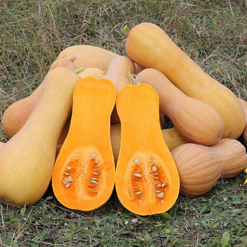 Organic Butternut Squash Seeds