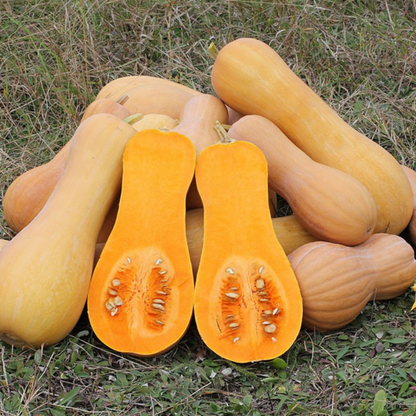 Organic Butternut Squash Seeds