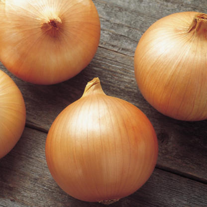 Nutritional Subtropic Candy Onion Seeds