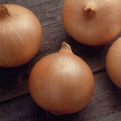 Nutritional Subtropic Candy Onion Seeds