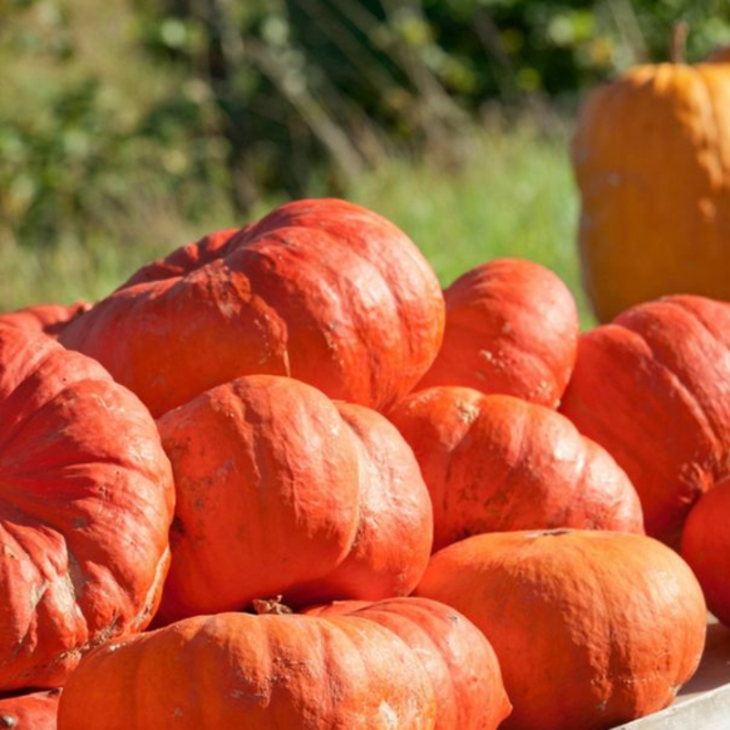 Rare Giant Pumpkin Seeds