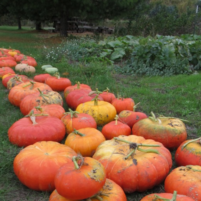 Rare Giant Pumpkin Seeds