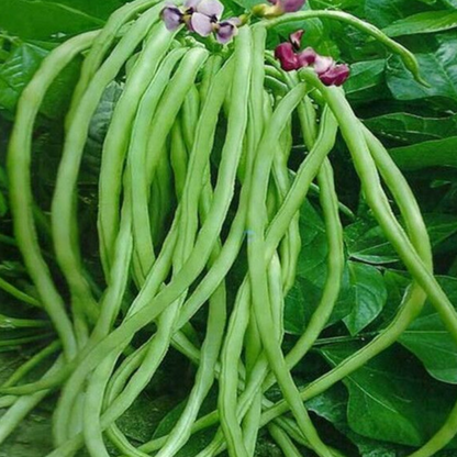 Cow Pea Seeds