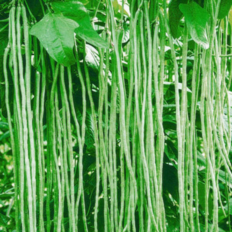 Cow Pea Seeds