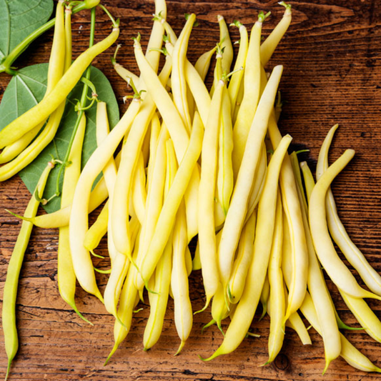 Tender Yellow French Bean Seeds