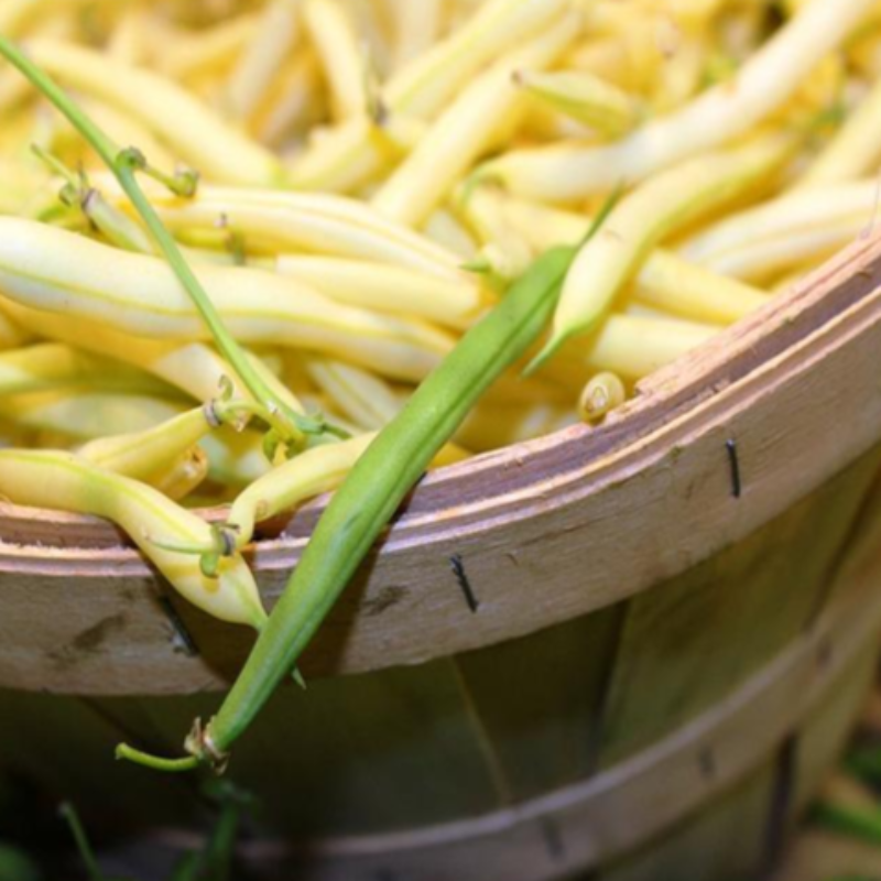 Tender Yellow French Bean Seeds