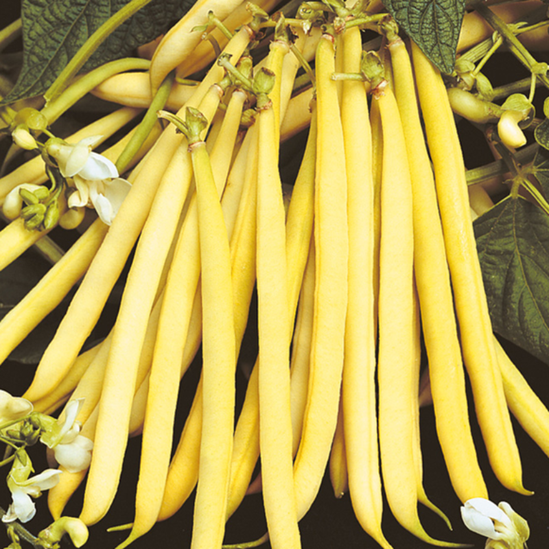 Tender Yellow French Bean Seeds
