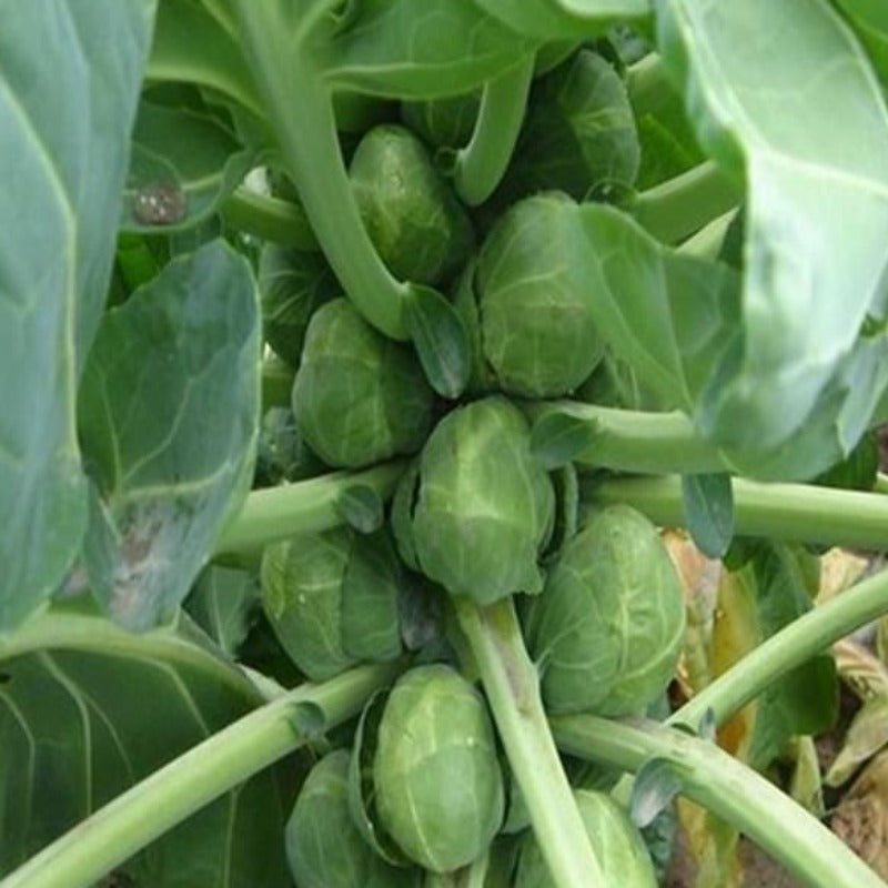 American Brussels Sprout Farm Seeds