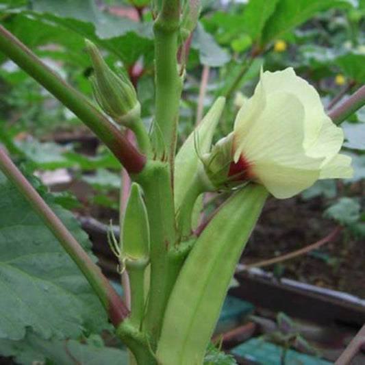 Organic Okra Vegetable Seeds