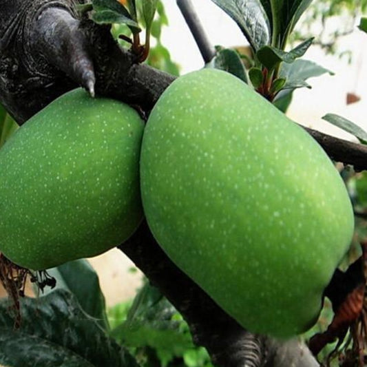 Fruitful Green Papaya Seeds