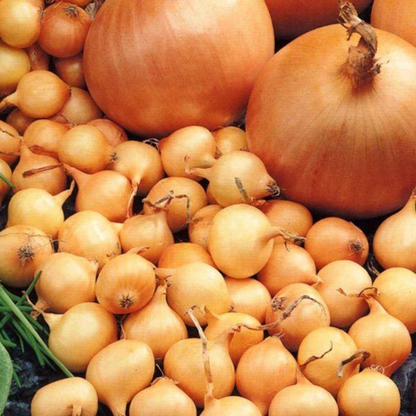 Organic Giant Onion Seeds