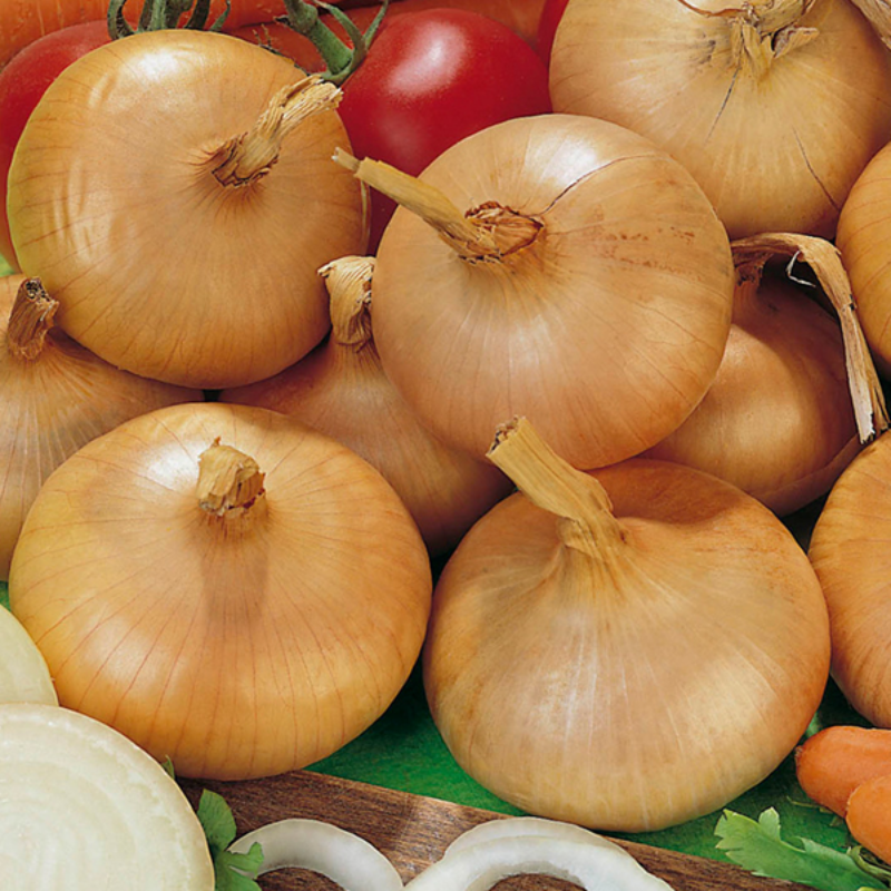 Organic Giant Onion Seeds