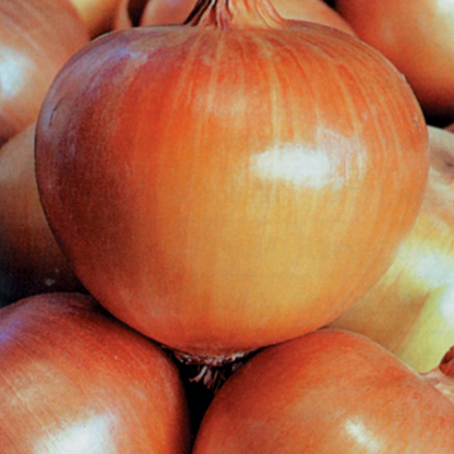 Organic Giant Onion Seeds