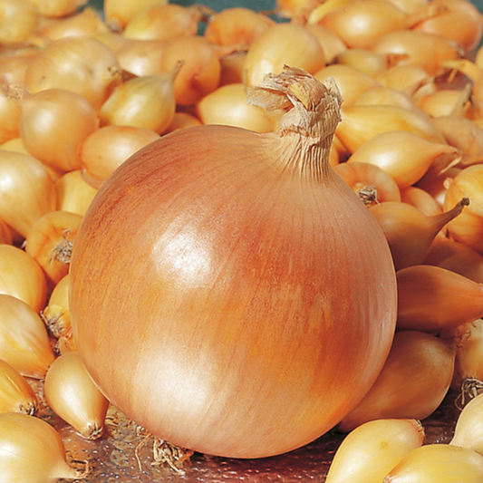 Organic Giant Onion Seeds