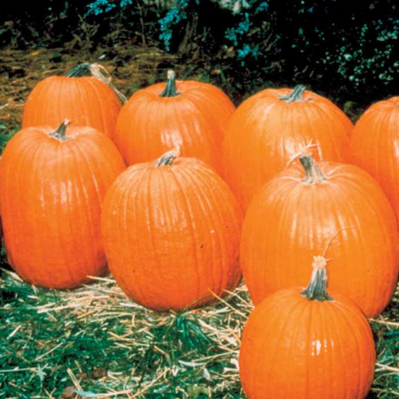 Giant Pumpkin Seeds