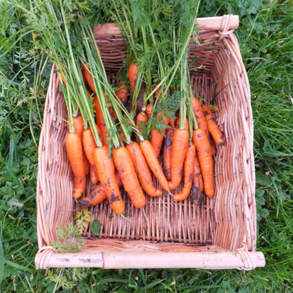 Smooth Gold Baby Carrot Seeds