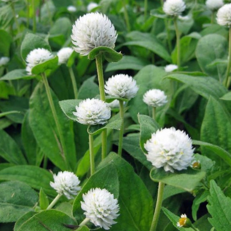 Perennial Gomphrena White Flower Seeds
