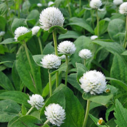 Perennial Gomphrena White Flower Seeds