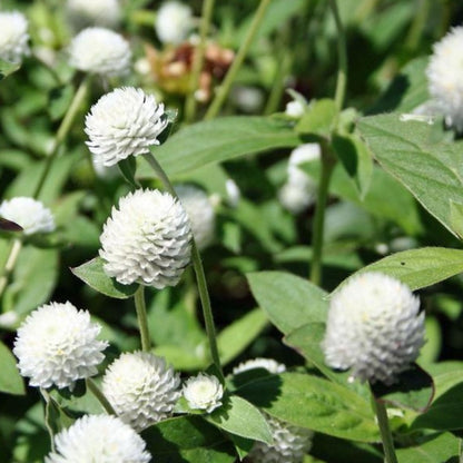 Perennial Gomphrena White Flower Seeds