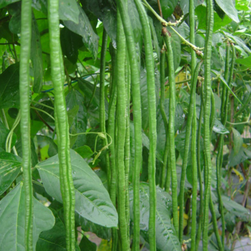 Green Bean Seeds