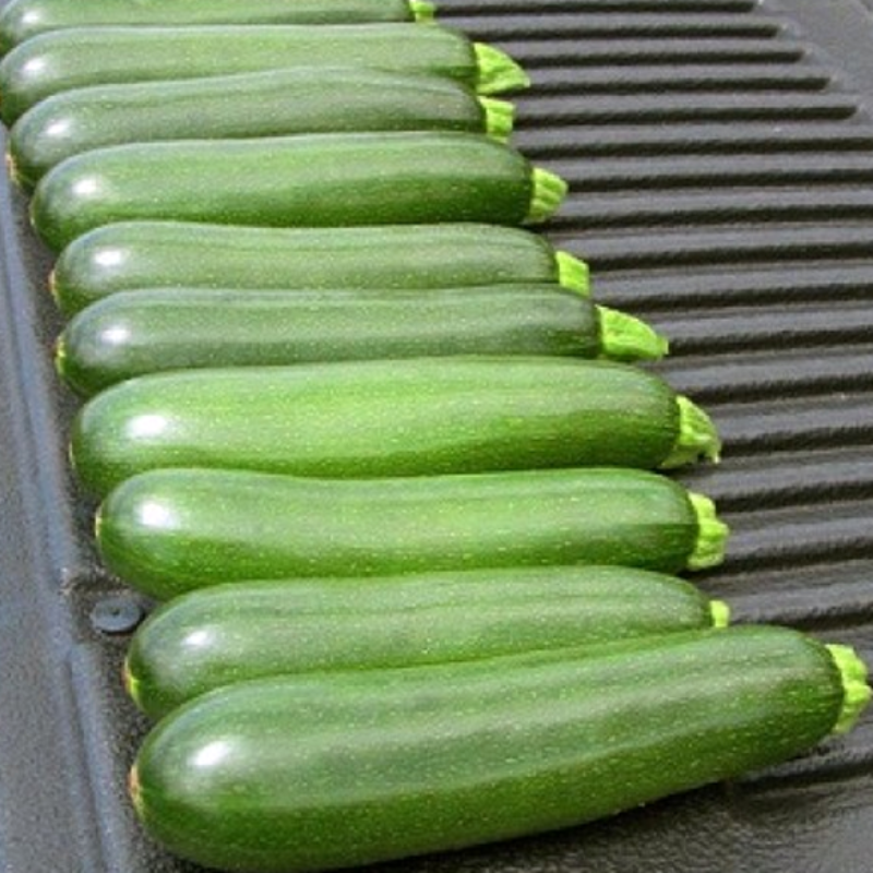 Green Machine Squash Seeds For Summer