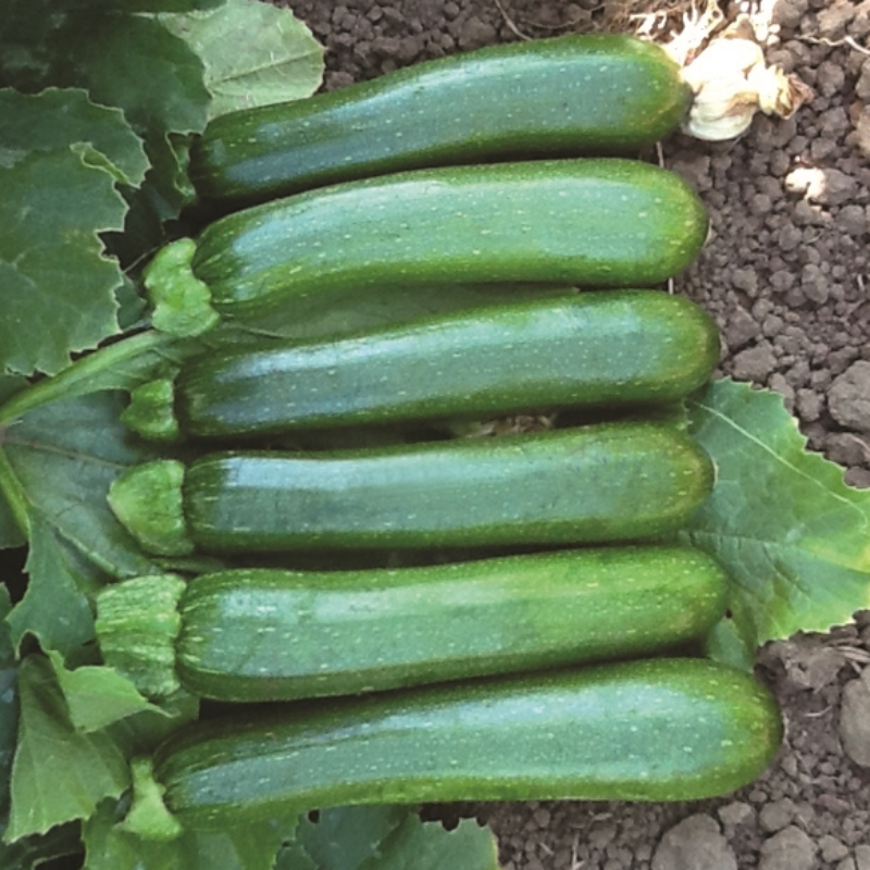 Green Machine Squash Seeds For Summer